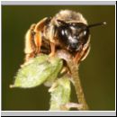 Macropis fulvipes - Schenkelbiene w03 9mm.jpg